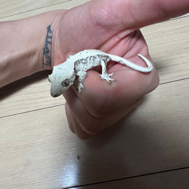 릴리화이트