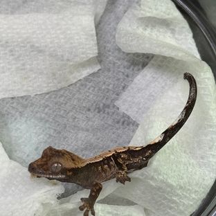 세이블 100%헷아잔틱