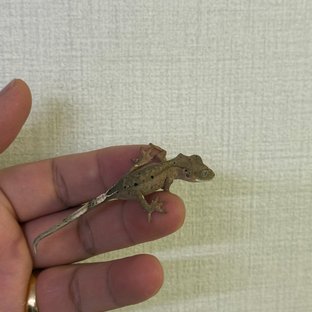 슈퍼달마시안