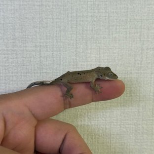 슈퍼달마시안