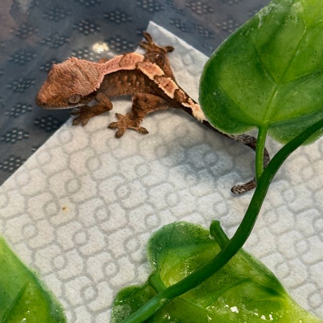 세이블 100%헷아잔틱