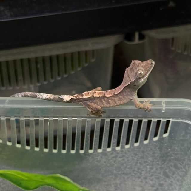 세이블 100%헷아잔틱