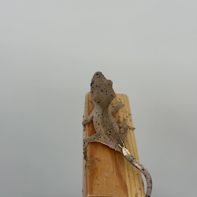 슈퍼달마시안 달마시안