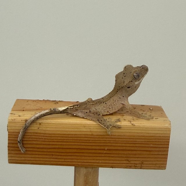 슈퍼달마시안 달마시안