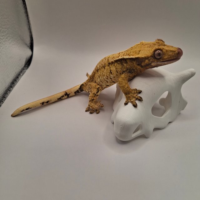 100%헷초초 노멀