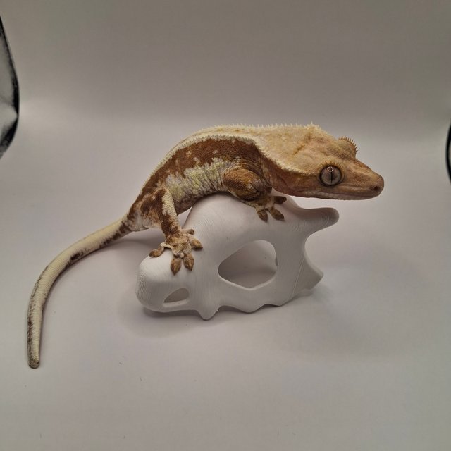 릴리100%헷아잔틱