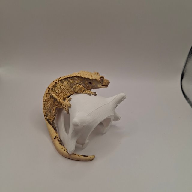 100%헷초초 노멀