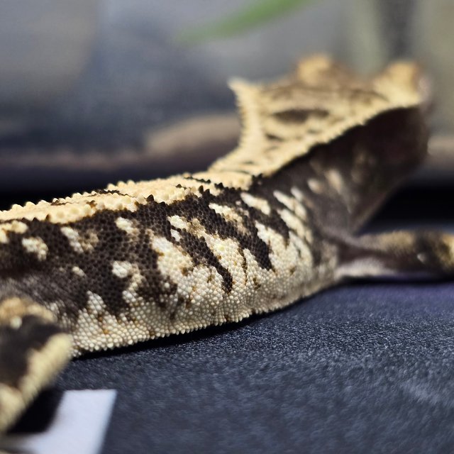 트라이 익스트림할리퀸