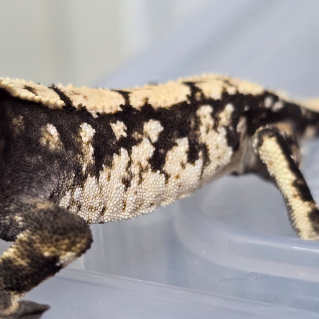 트라이 익스트림할리퀸