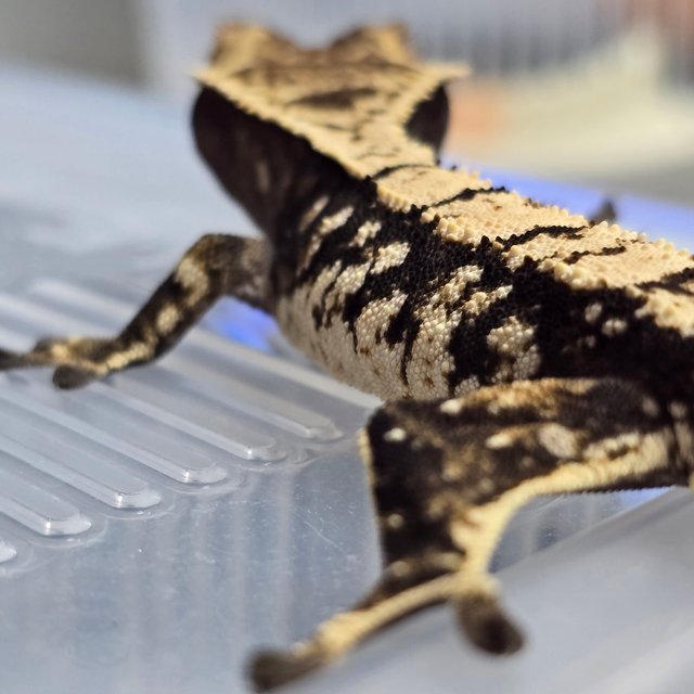 트라이 익스트림할리퀸