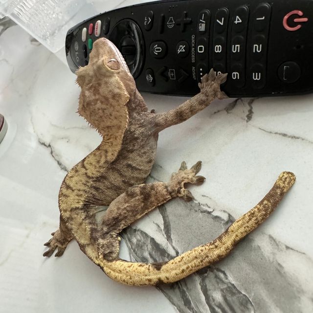 노멀