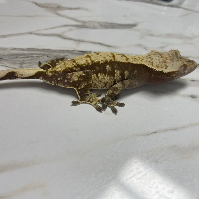 노멀 레이지