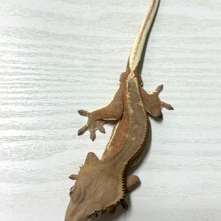 팬텀 레드