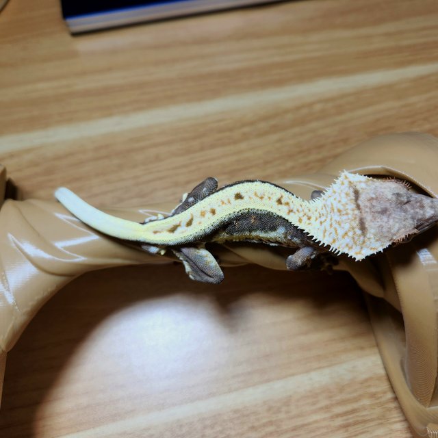 릴리100%헷아잔틱