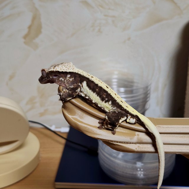 릴리100%헷아잔틱