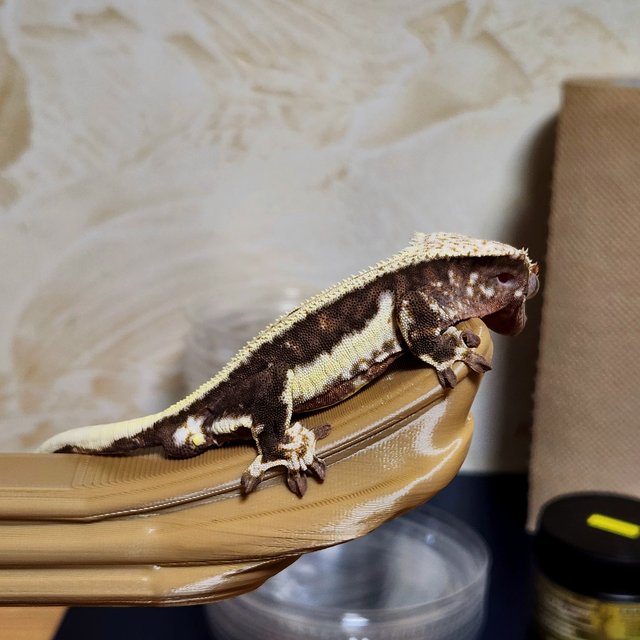 릴리100%헷아잔틱