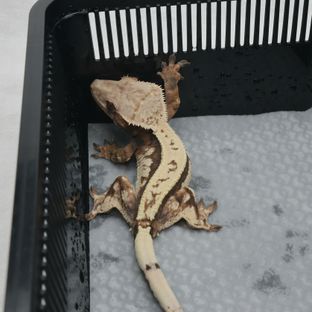세이블