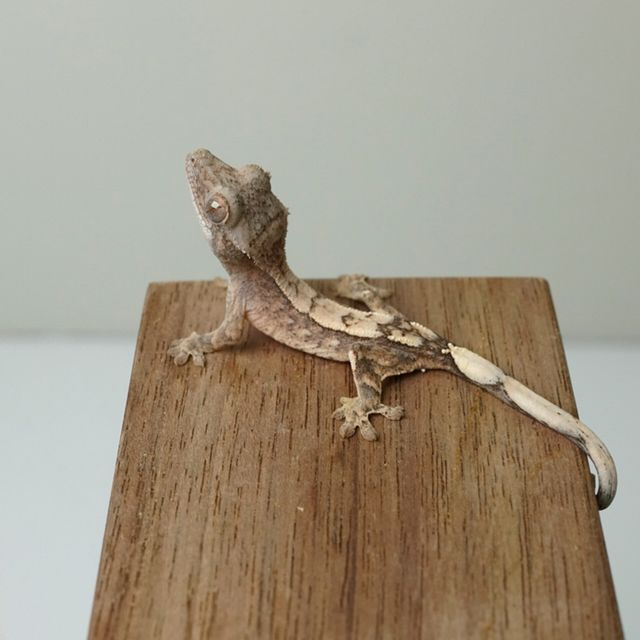 세이블