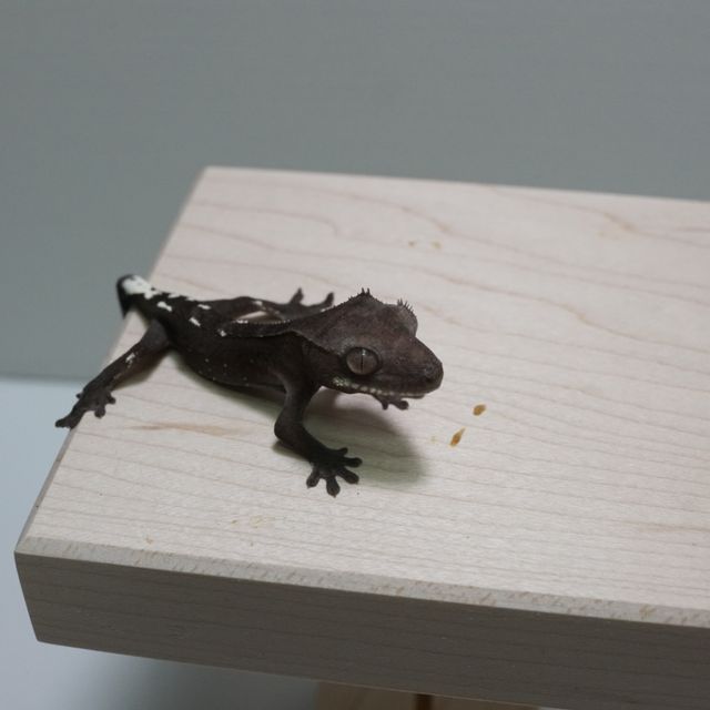 아잔틱