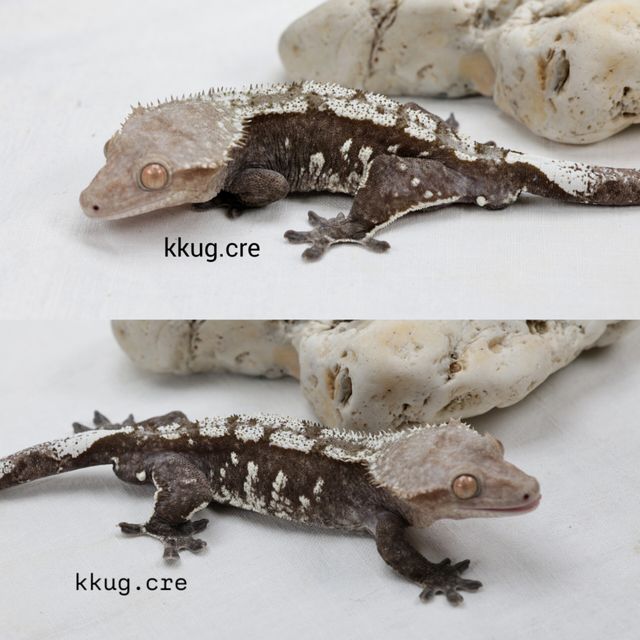 아잔틱