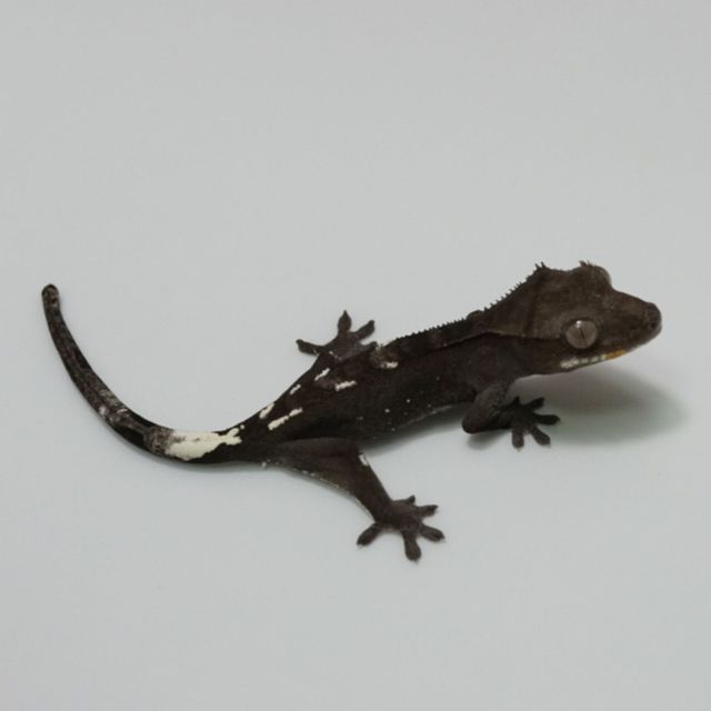 아잔틱