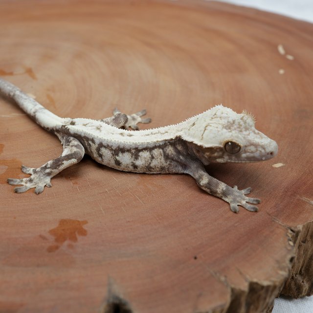 Sable 100% Het Axanthic