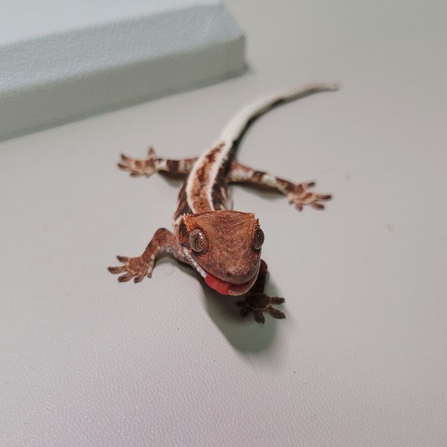 프라푸치노