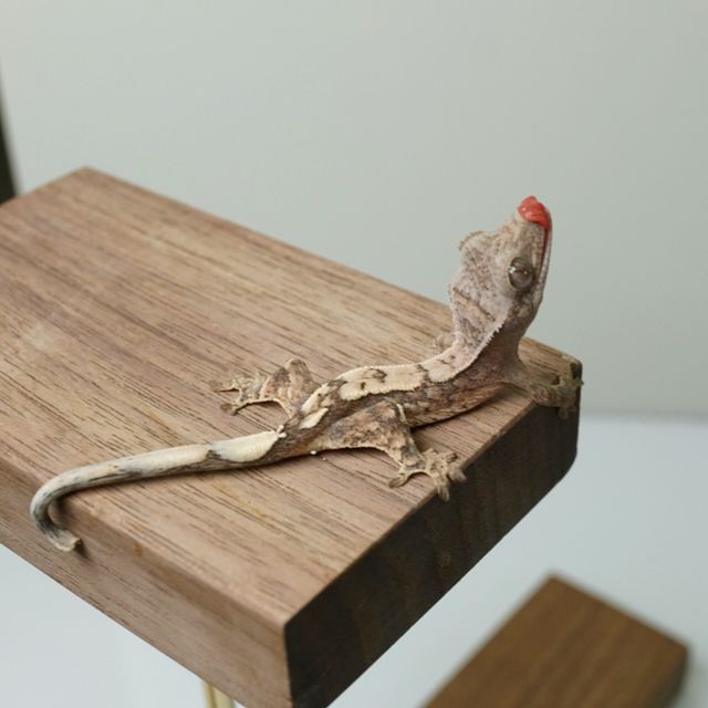 세이블