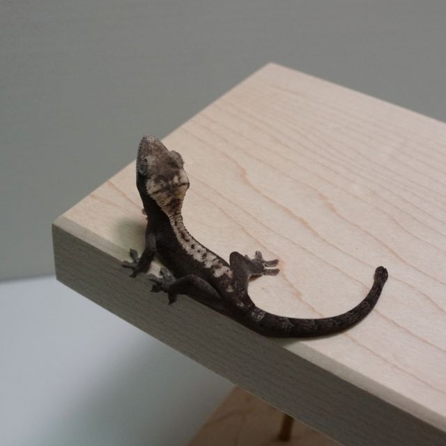 Luwak