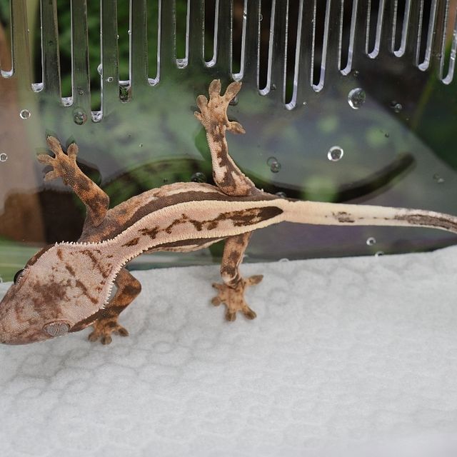 세이블