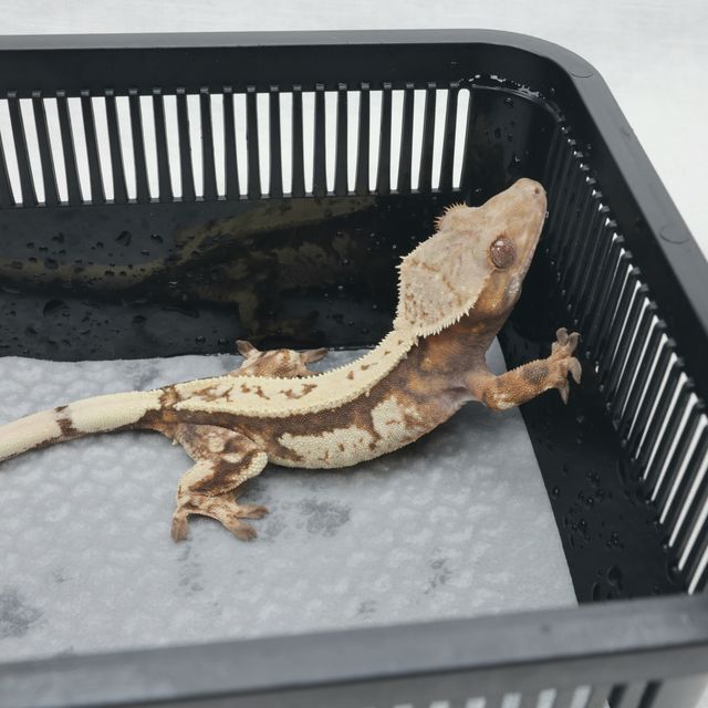 세이블