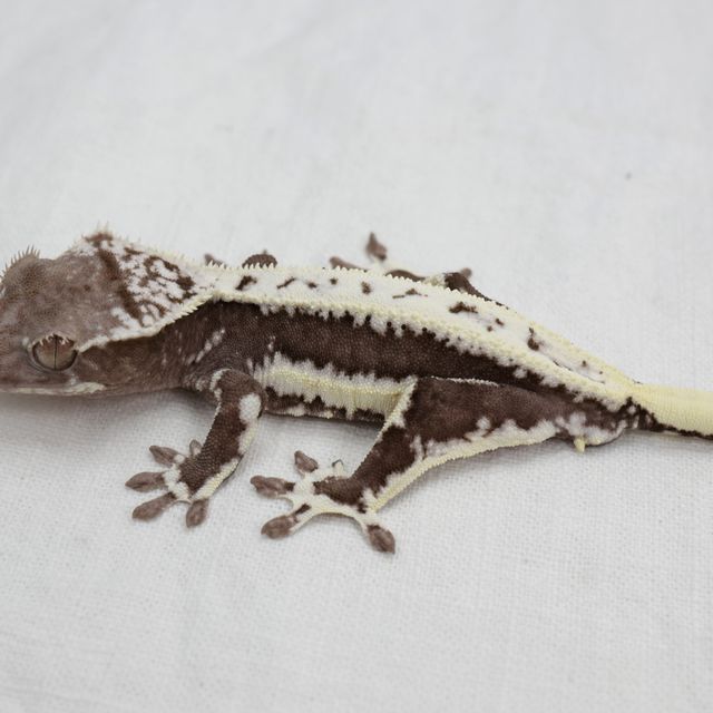 릴잔틱