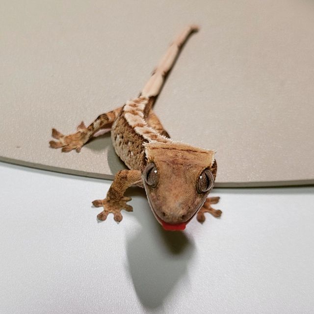트라이 익스트림할리퀸 바브