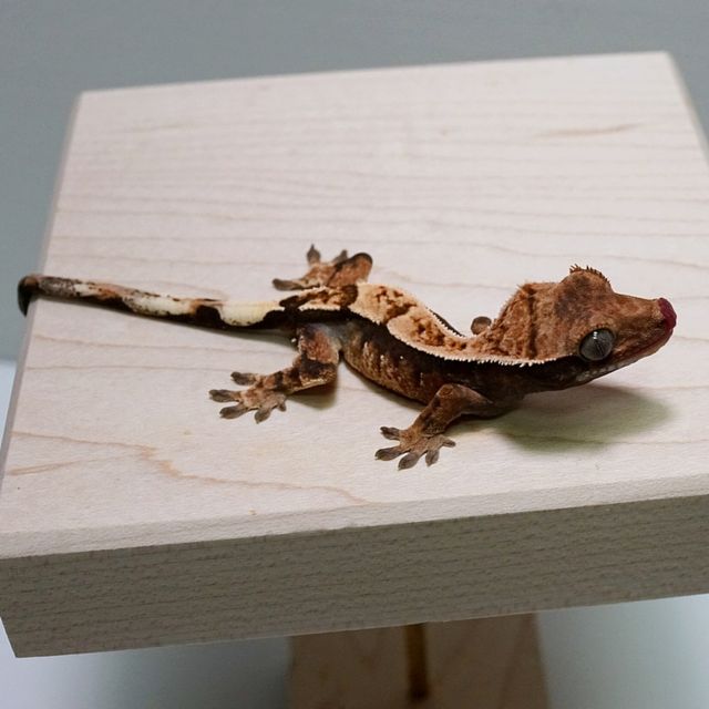 세이블