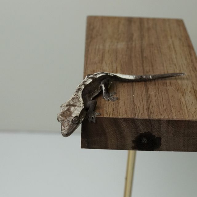 아잔틱