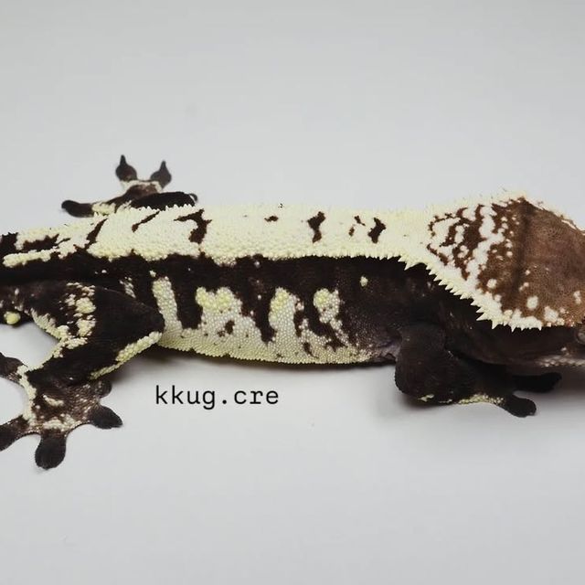 세이블
