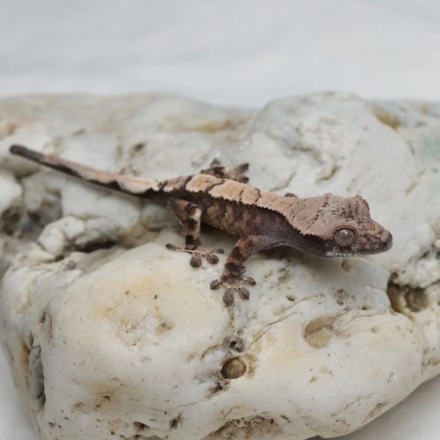 세이블