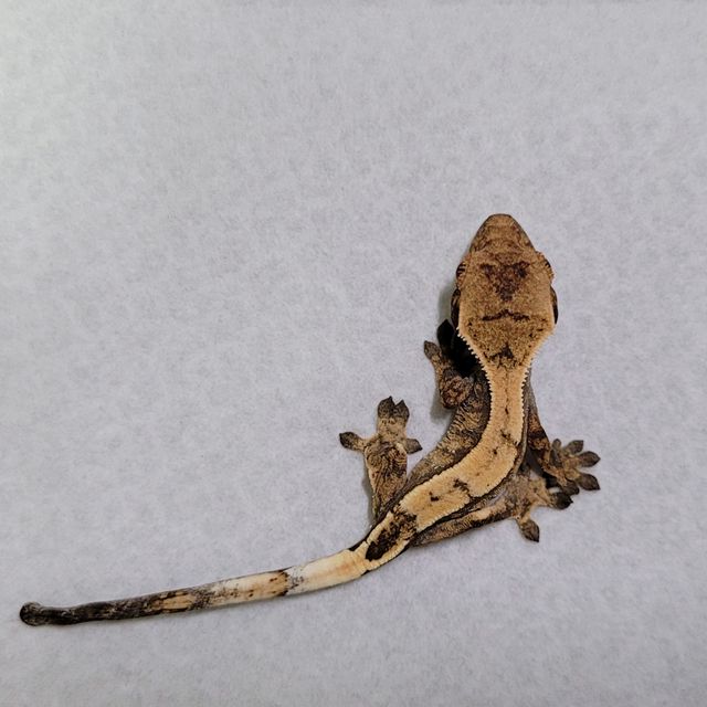 세이블