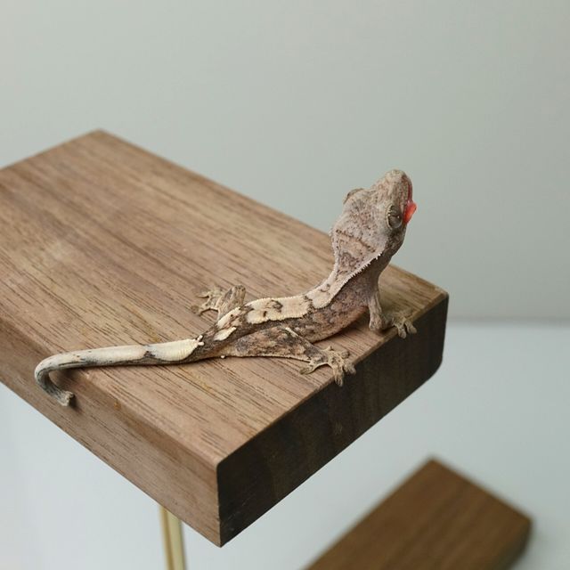 세이블