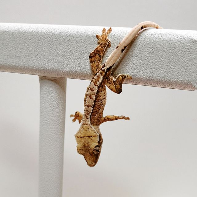 트라이 익스트림할리퀸 바브