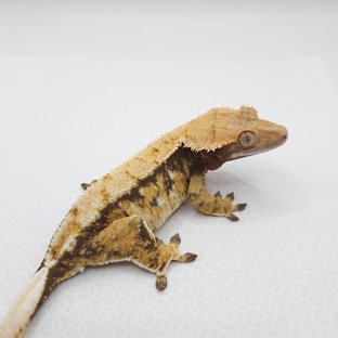 노멀 트라이 화이트스팟