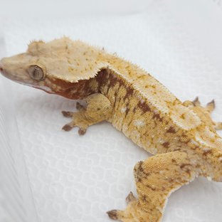 레드 화이트스팟 드리피 트라이 익스트림할리퀸