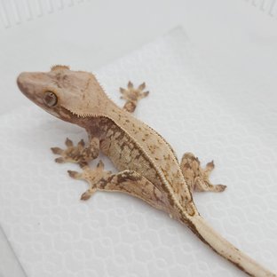 드리피 화이트스팟 100%헷아잔틱