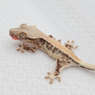 릴리100%헷아잔틱 100%헷아잔틱 솔리드백