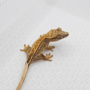 크림 크림시클 쿼드 풀핀