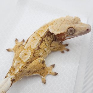 레드 화이트스팟 드리피 트라이 익스트림할리퀸