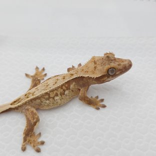 100%헷아잔틱 풀핀 드리피