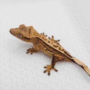 크림 크림시클 쿼드 풀핀