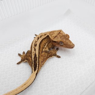 크림 크림시클 쿼드 풀핀