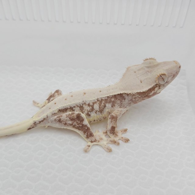 릴리100%헷아잔틱 100%헷아잔틱